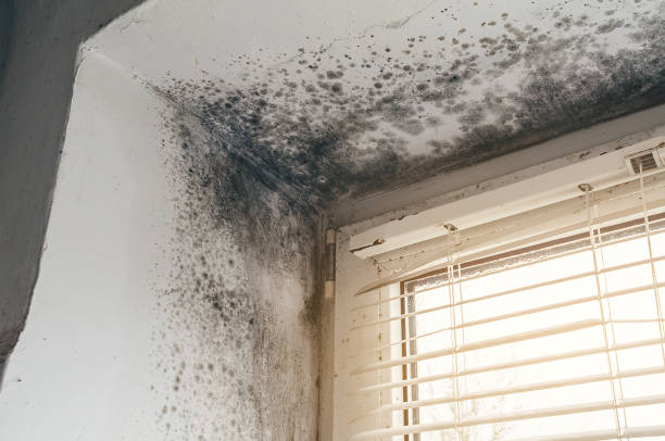 Affordable Mold Inspection And Testing solutions in Brighton, MI